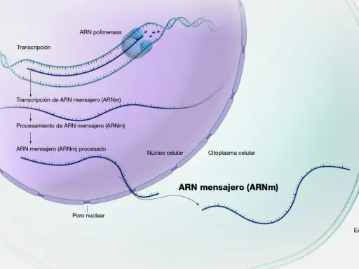 Proceso de transcripción del ADN a ARN mensajero (ARNm) dentro del núcleo celular, seguido de su procesamiento y salida al citoplasma.