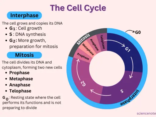 Diagrama del ciclo celular, mostrando la fase G0 como un estado de reposo.