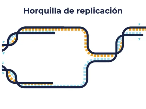 Diagrama de la burbuja de replicación del ADN, mostrando las hebras separándose y nuevas hebras formándose en direcciones opuestas.