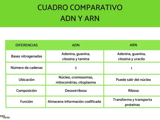 Tabla comparativa ADN y ARN. El ARN, a diferencia del ADN, tiene una sola cadena y uracilo en lugar de timina.