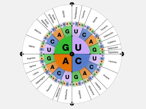 Diagrama circular que ilustra el código genético, mostrando cómo los codones de ARN (secuencias de A, U, C, G) se traducen en aminoácidos.