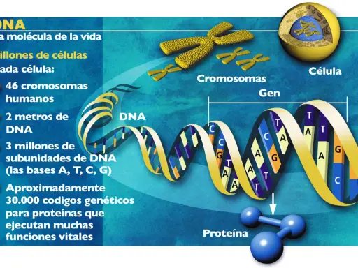 El genoma humano completo se representa con una doble hélice de ADN, cromosomas y una célula, mostrando la base de la vida.