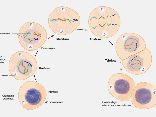 Ilustración de la mitosis: interfase, profase, prometafase, metafase, anafase y telofase, mostrando la división celular.