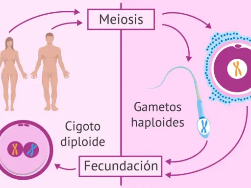 Ciclo de vida humano: adultos diploides pasan por meiosis para formar gametos haploides, que se unen en fecundación para crear un cigoto diploide.