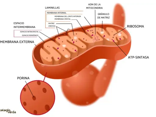 Diagrama detallado de las partes de la mitocondria: membrana externa, espacio intermembrana, membrana interna con crestas, matriz, ribosomas y ADN.