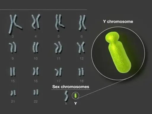 Cariotipo humano con cromosomas sexuales X e Y resaltados. El cromosoma Y, de color verde brillante, se muestra ampliado.
