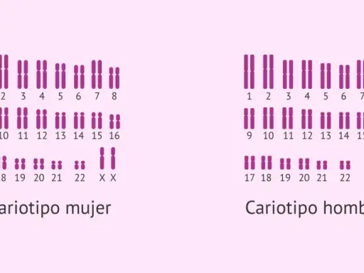 Cariotipo mujer y hombre. Un cariotipo que enfermedades detecta, como anomalías cromosómicas, se muestra con pares de cromosomas.