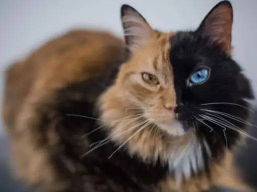Gato con quimerismo genético, mitad naranja con ojo amarillo, mitad negro con ojo azul.