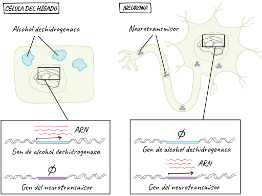 Célula hepática y neurona. La célula hepática produce alcohol deshidrogenasa, la neurona, neurotransmisores. El ARN ribosomal es clave en la expresión génica.