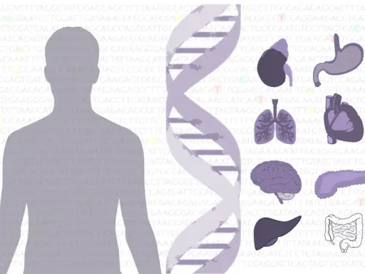 El ADN y órganos humanos, sugiriendo que la genética define qué es un mutante.