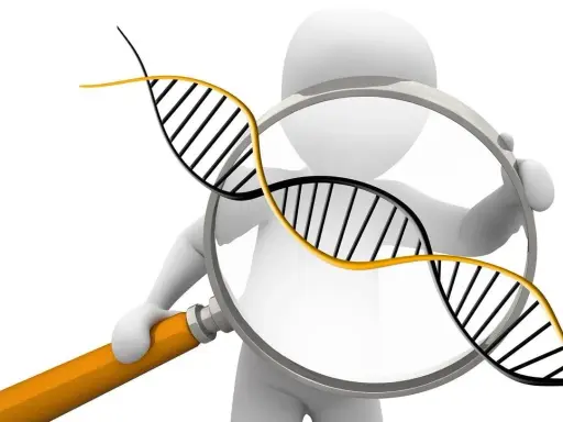 Figura 3D observa una doble hélice de ADN con una lupa, simbolizando la investigación de la diversidad genética.