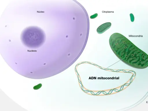 Ilustración de una célula con núcleo, citoplasma y mitocondrias. El ADN mitocondrial, que sirve para la producción de energía, se muestra en un bucle.