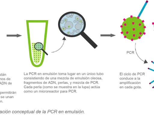 Ilustración conceptual de la PCR en emulsión: fragmentos de ADN con adaptadores se unen a perlas en una emulsión, cada perla actúa como microreactor para amplificación.