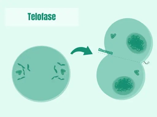La telofase de la mitosis muestra la división celular con la citocinesis, formando dos células hijas.