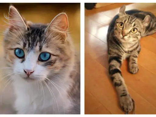 Dos gatos, uno con ojos azules intensos y pelaje atigrado y blanco, el otro atigrado con orejas curiosamente dobladas. Diferencias en el genotipo y fenotipo.