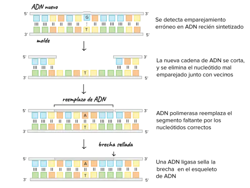 Secuencia de ADN que muestra la acción de la adn polimerasa i, añadiendo nucleótidos para replicar la cadena.