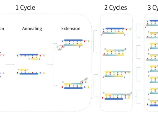 Ilustración del esquema PCR: desnaturalización, apareamiento y extensión de ADN. Muestra la amplificación de ADN en ciclos.