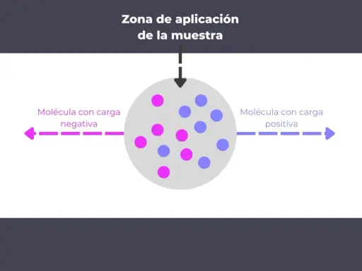 Ilustración que explica que es la electroforesis: moléculas con carga negativa se mueven hacia el polo positivo y las positivas hacia el negativo.