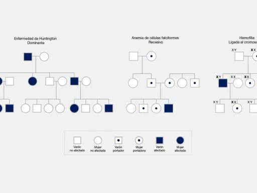Pedigríes que muestran herencia de Huntington, anemia falciforme y hemofilia, ilustrando hasta que generación se heredan los genes.