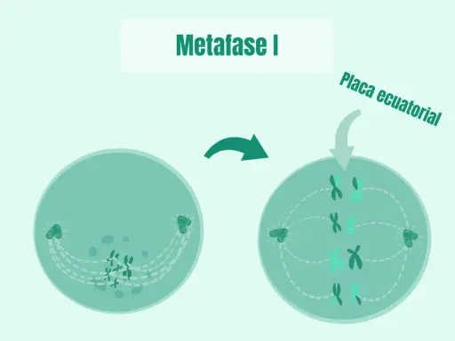 La metafase I muestra cromosomas alineados en la placa ecuatorial, preparándose para la división celular.