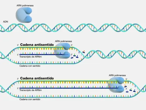 Proceso de transcripción: la ARN polimerasa lee la cadena molde del ADN codificante para sintetizar ARNm.