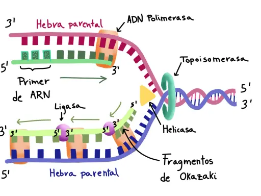 Replicación del ADN: ADN polimerasa y ligasas unen fragmentos de Okazaki.