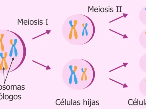 Ilustración de la meiosis I y II. Cromosomas homólogos se separan en la meiosis I, y luego las cromátidas hermanas en la meiosis II, produciendo células hijas.