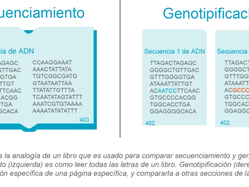 Secuenciamiento y genotipificación comparan secuencias de ADN. La genotipificación resalta diferencias, útil en varios tipos de PCR.