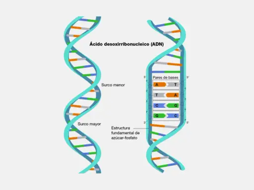 Estructura del adn bicatenario, mostrando surcos mayor y menor, y pares de bases A-T y C-G.