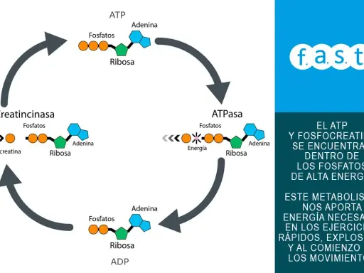 Ciclo de ATP y fosfocreatina, clave en el metabolismo energético para ejercicios explosivos.