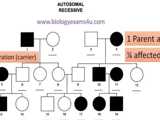Árbol genealógico que ilustra la herencia autosómica recesiva, mostrando saltos generacionales y portadores.