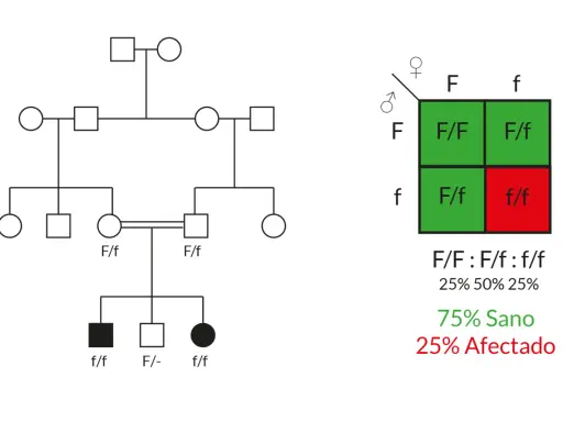 Árbol genealógico y cuadro de Punnett ilustran la **teoría de Mendel** sobre herencia, mostrando genotipos y fenotipos sanos y afectados.
