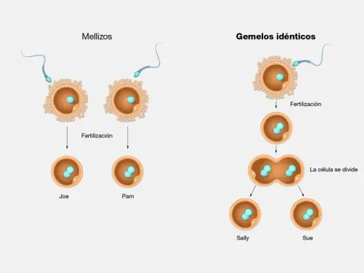 Ilustración de la fertilización de óvulos por espermatozoides, mostrando mellizos y gemelos idénticos.
