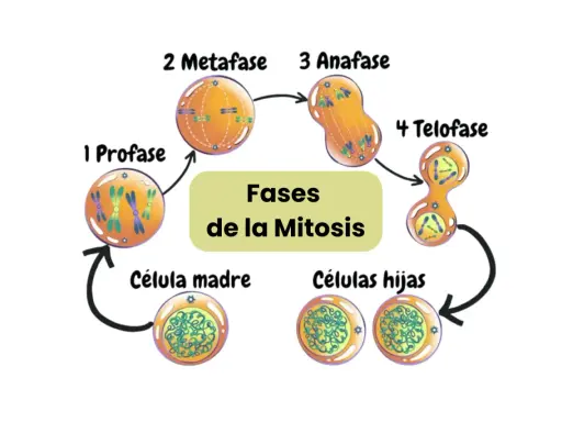 Diagrama del ciclo celular mostrando las fases de la mitosis: profase, metafase, anafase y telofase, culminando en células hijas.