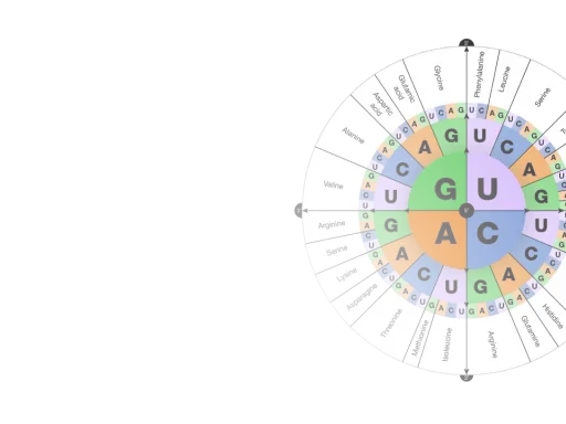 Diagrama circular que muestra las bases nitrogenadas del ADN y ARN, asociando codones con aminoácidos.