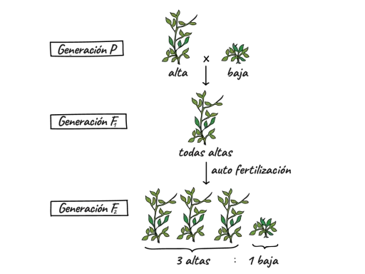 Diagrama de cruce de plantas que ilustra la herencia de genes dominantes y recesivos, mostrando la generación P (alta x baja), F1 (todas altas) y F2 (3 altas, 1 baja).