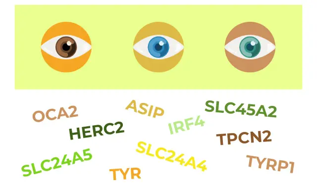 Ojos de diferentes colores (marrón, azul, verde) rodeados de nombres de genes como OCA2, HERC2, ASIP, IRF4, SLC24A5, SLC24A4, SLC45A2, TPCN2, TYR, TYRP1, relacionados con el rasgo de pico de viuda dominante o recesivo.