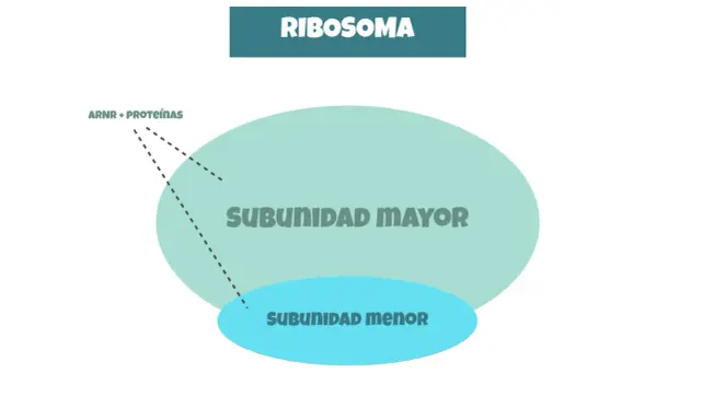 Diagrama de ribosomas, visto en microscopio electrónico, con subunidad mayor y menor, y ARNr + proteínas.