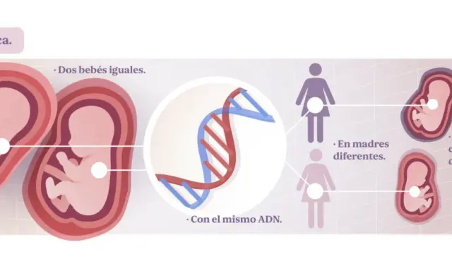 Dos fetos idénticos con el mismo ADN, pero en madres distintas, ilustran la herencia epigenética y cómo influye en características diferentes.
