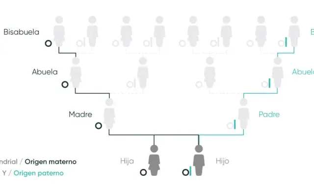Diagrama de árbol genealógico que ilustra el porcentaje de ADN entre familiares, mostrando el origen materno (ADN mitocondrial) y paterno (cromosoma Y).