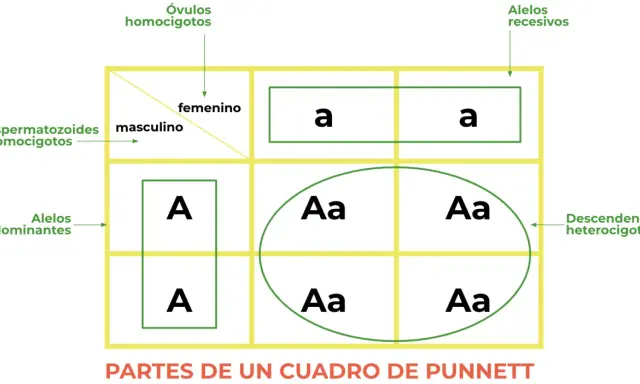 Cuadro de Punnett ilustra la 1 ley de Mendel, mostrando gametos masculinos y femeninos, alelos dominantes y recesivos, y descendencia heterocigota.