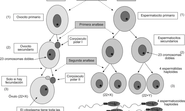Diagrama de la meiosis femenina y masculina, mostrando la formación de células sexuales: ovocitos y espermatozoides.