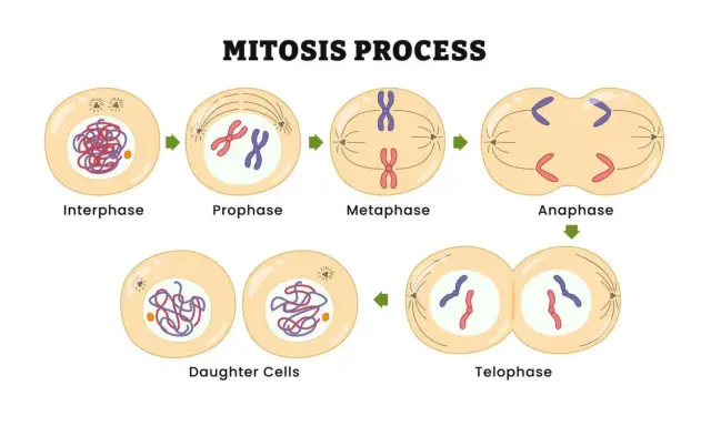Ilustración del proceso de mitosis: interphase, profase, metafase, anafase y telofase, culminando en células hijas.