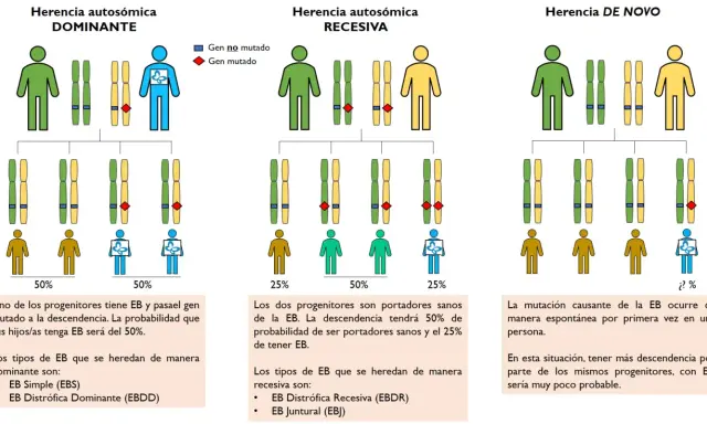 Diagrama ilustra herencia autosómica dominante, recesiva y de novo. Muestra cómo los genes dominantes pueden transmitirse, afectando la descendencia.