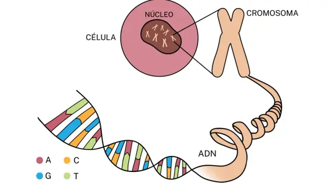 Ilustración muestra la diferencia entre gen y cromosoma: el ADN (con bases A, C, G, T) se enrolla para formar cromosomas dentro del núcleo de una célula.