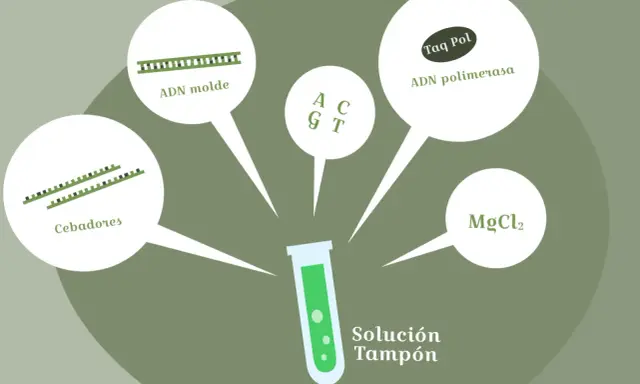 Componentes para un experimento de pcr laboratorio: ADN molde, cebadores, Taq polimerasa, MgCl2 y solución tampón.