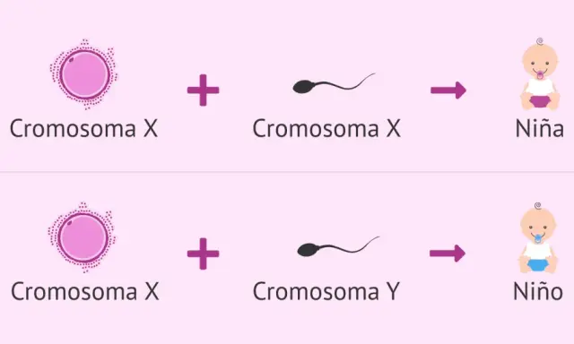 Ilustración del proceso de **determinación del sexo**: óvulo (Cromosoma X) + espermatozoide (Cromosoma X) = Niña; óvulo (Cromosoma X) + espermatozoide (Cromosoma Y) = Niño.