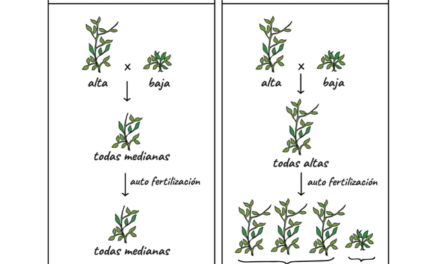 Ilustración de los guisantes de Mendel, mostrando cruces y resultados de plantas altas y bajas, prediciendo mezclas y resultados reales.