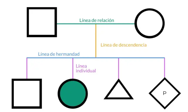 Diagrama de árbol genealógico. Muestra la relación entre bisabuelos y sus descendientes.
