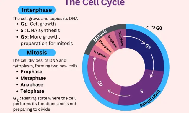 Diagrama del ciclo celular, mostrando la fase G0 como un estado de reposo.